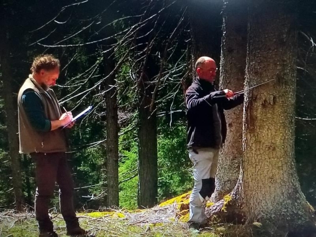 番組の一コマ：山中で伐採用の木の調査