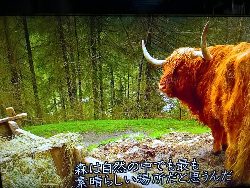 番組の一コマ：ステーファノのペットである牛